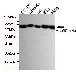Hsp90 beta antibody [3B9-D4-G4]