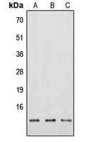 Neuromedin B antibody