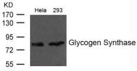 Glycogen Synthase antibody