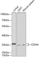 CD244 antibody