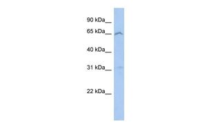 EFHA2 antibody, N-term