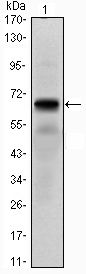 PTH1R antibody [4D2]