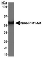 hnRNP M1-M4 antibody [3C181]