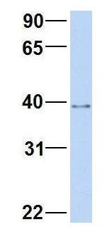 A2BP1 antibody, N-term