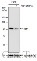 NBS1 antibody [1C3]