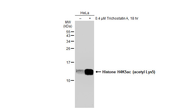 Histone H4K5ac (acetyl Lys5) antibody [GT1138]