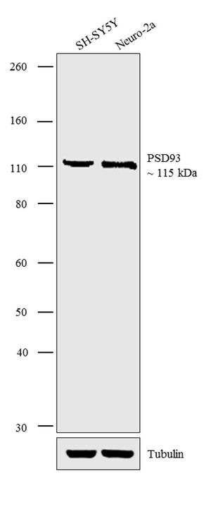 PSD93 antibody