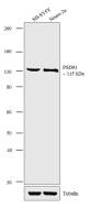 PSD93 antibody