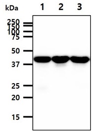 PPM1A antibody [p6c7]