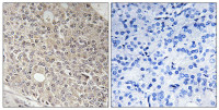AMOTL1 antibody