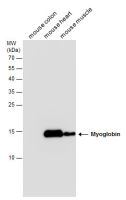 Myoglobin antibody