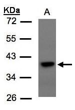 TCF19 antibody