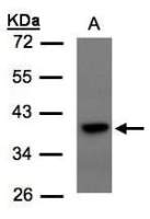 TCF19 antibody