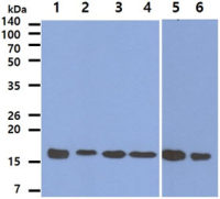 Peroxiredoxin 5 antibody [AT6A10]