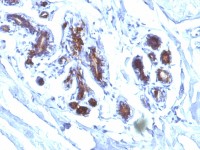 Milk Fat Globule 1 antibody [EDM45]