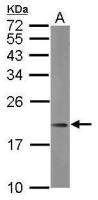 MRPL21 antibody