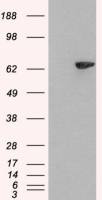 LNK antibody, N-term