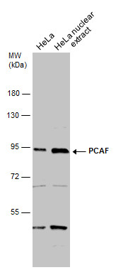 PCAF antibody [C3], C-term