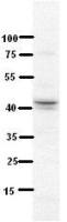 NDUFV3 antibody, Internal