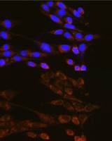 Dynamin 2 antibody