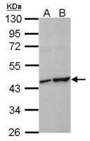 HIF1AN antibody