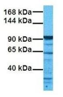 SIRT1 antibody, N-term