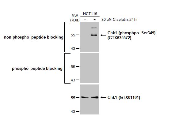 Chk1 antibody [ST57-09]