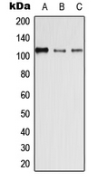 Desmoglein 4 antibody