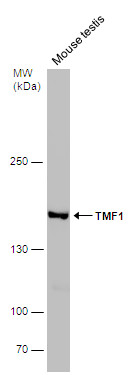 TMF1 antibody