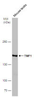 TMF1 antibody