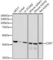 CD47 antibody