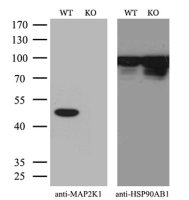 MEK1 antibody [1F5]