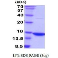 Human Interferon gamma protein (active)