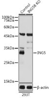 ING5 antibody