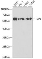 TCP1 alpha antibody