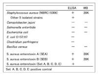 Staphylococcus aureus Enterotoxin A + Enterotoxin B antibody [sa-01]