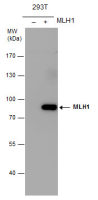 MLH1 antibody [N1N3]