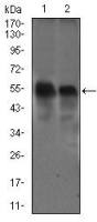 DCTN4 antibody [3G9D7]