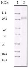 KSHV ORF45 antibody [2D4A5]