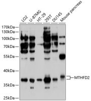 MTHFD2 antibody