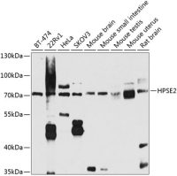 HPA2 antibody