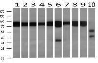 Aconitase 2 antibody [3G8]