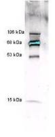 Myeloperoxidase antibody