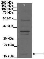 PEMT antibody, C-term