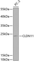 Claudin 11 antibody