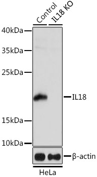 IL18 antibody