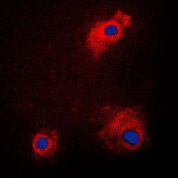 GSK3 alpha (phospho Ser21) antibody