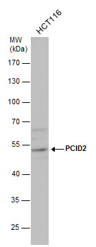 PCID2 antibody
