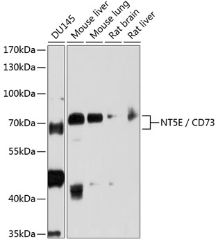 CD73 antibody