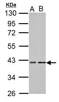 PKA C alpha antibody